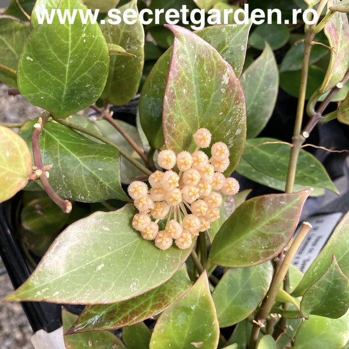 Hoya 'Sunrise' (Hoya lacunosa ssp. pallidiflora x Hoya obscura)