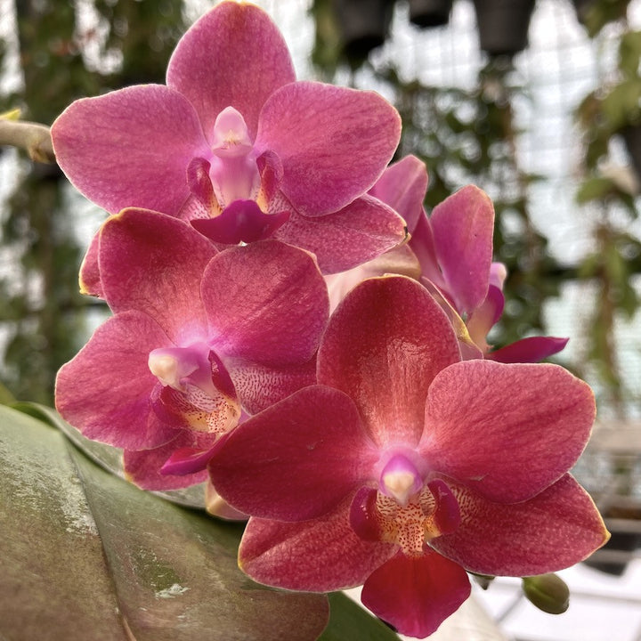 Orhidee Phalaenopsis Tying Shin Smart