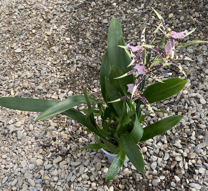 Brassia Verona * parfumata