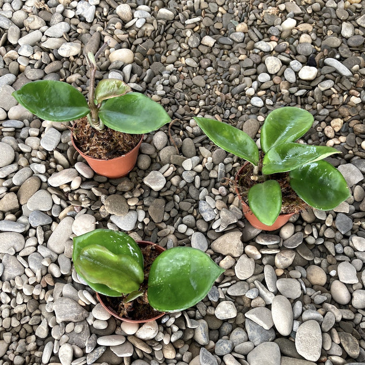 Hoya carnosa 'Chelsea'