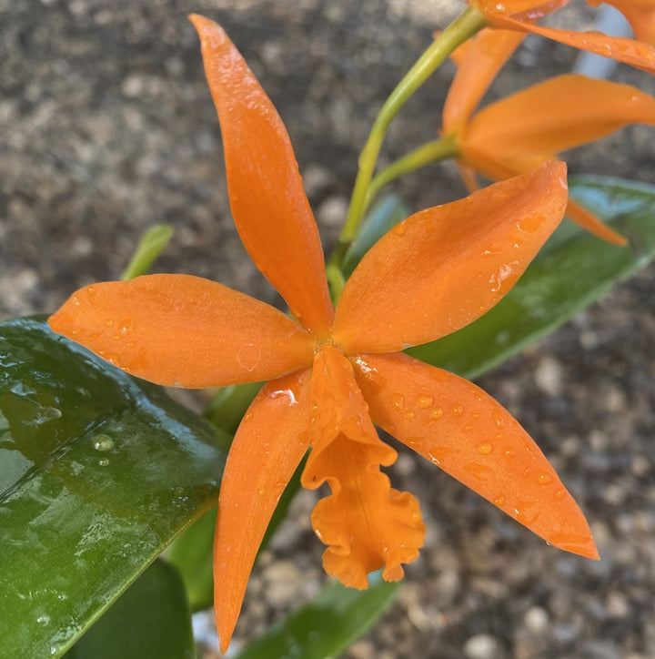 Cattleya aurantiaca x Netrasiri Beauty