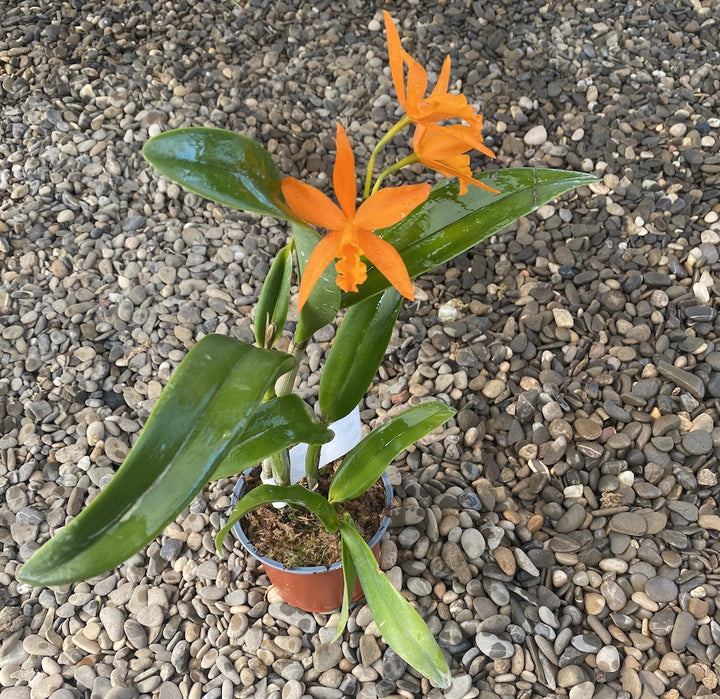 Cattleya aurantiaca x Netrasiri Beauty