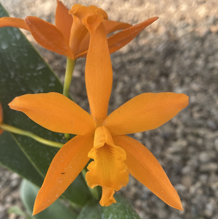 Cattleya aurantiaca x Netrasiri Beauty