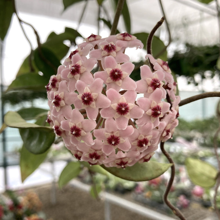 Hoya carnosa 'Chelsea'