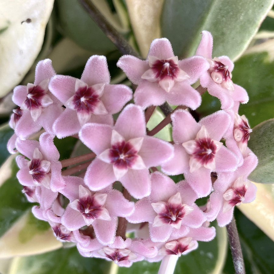 Hoya 'Chelsea' variegata