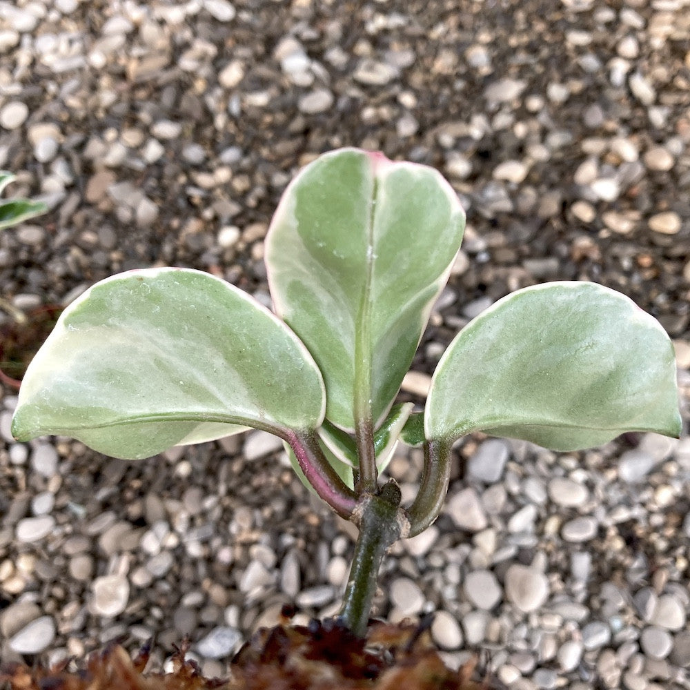 Hoya 'Chelsea' variegata