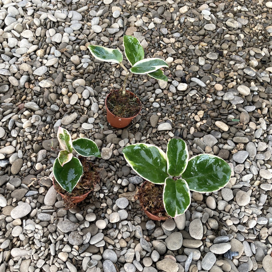 Hoya 'Chelsea' variegata