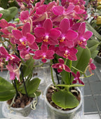 Phalaenopsis Red multiflora * flori parfumate