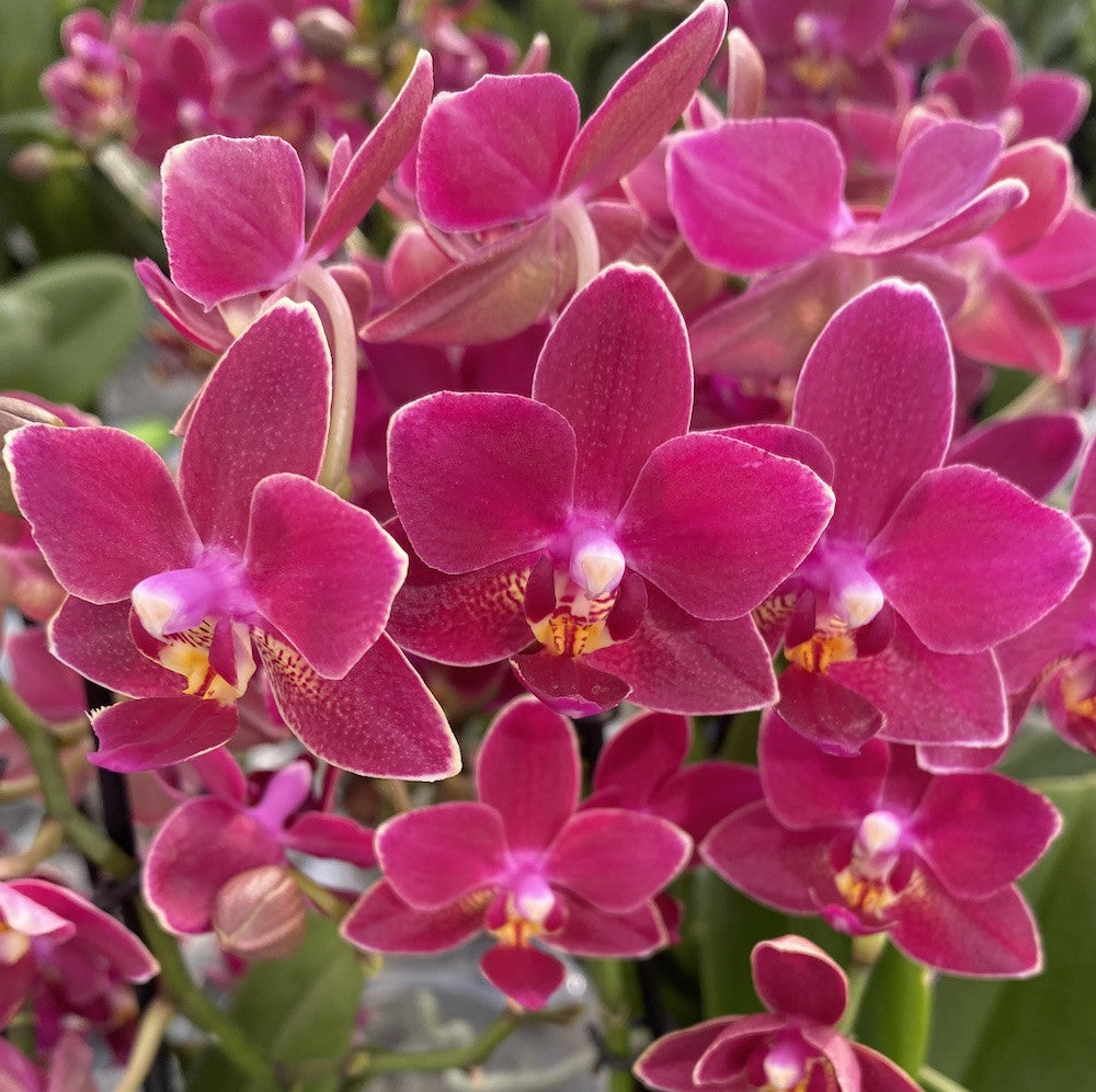 Phalaenopsis Red multiflora * flori parfumate