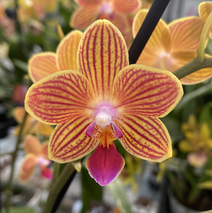 Phalaenopsis Chingruey's Goldstaff 'Fortune'