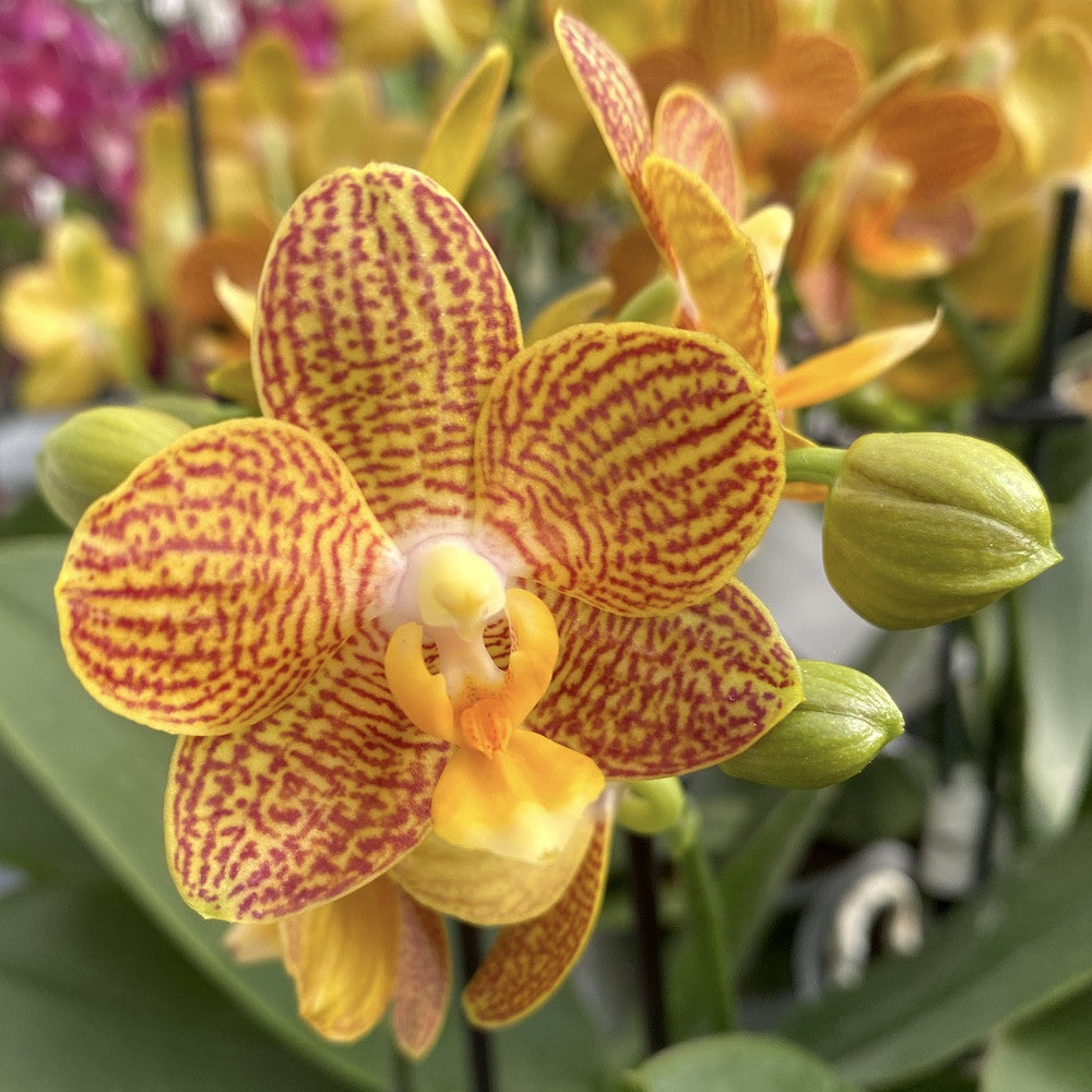 Orhidee Phalaenopsis Indian Summer - specialitati de orhidee premium