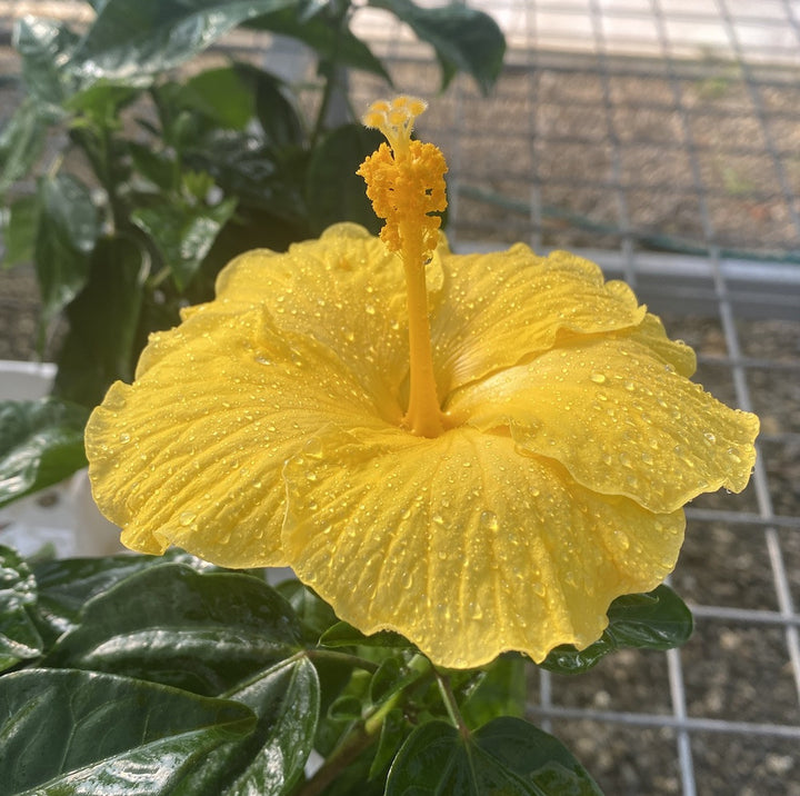 Hibiscus Fiori Bari - Trandafir japonez galben