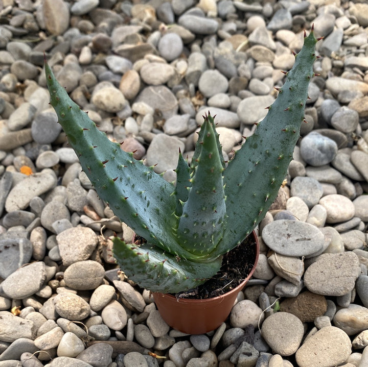 Aloe reitzii