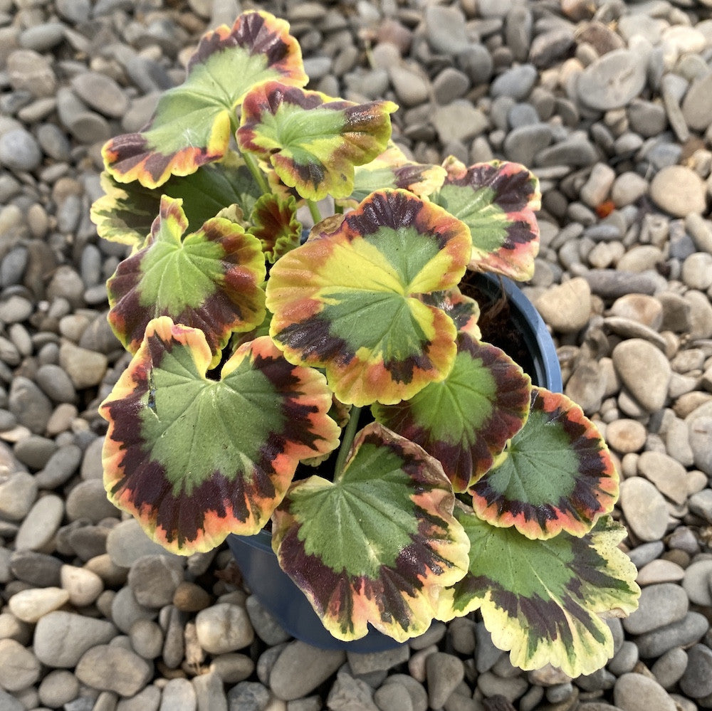 Pelargonium Vario Geranio Contrast (muscate cu frunze colorate)