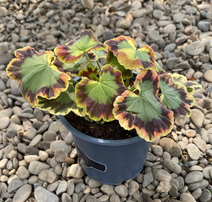 Pelargonium Vario Geranio Contrast (muscate cu frunze colorate)