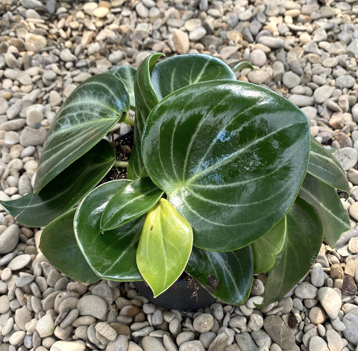 Peperomia Maculosa - frunze XL