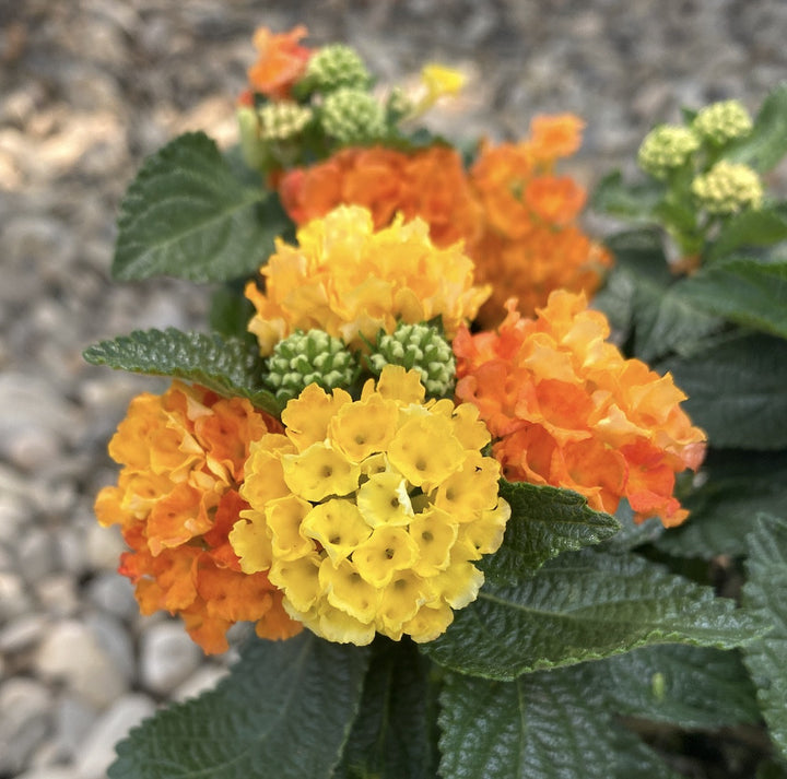 Lantana camara 'Simon Orange' (Cameleonul)