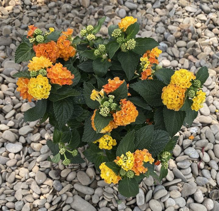 Lantana camara 'Simon Orange' (Cameleonul)