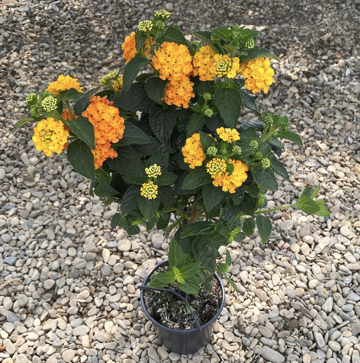 Lantana camara 'Simon Orange' (Cameleonul)