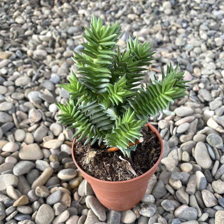 Crassula buddha temple new ssp.