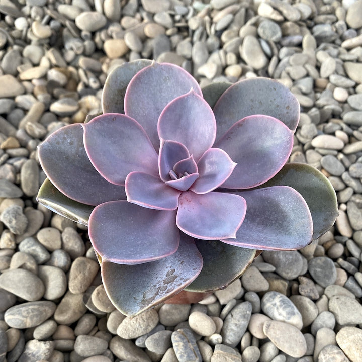 Echeveria 'Perle von Nürnberg'