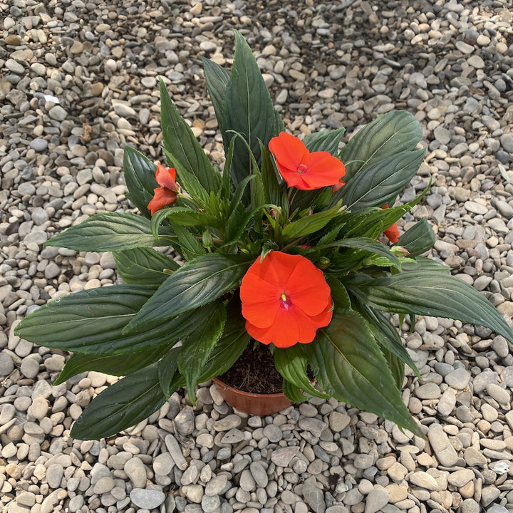 Impatiens NG 'Tamarinda Orange' (sporul casei)