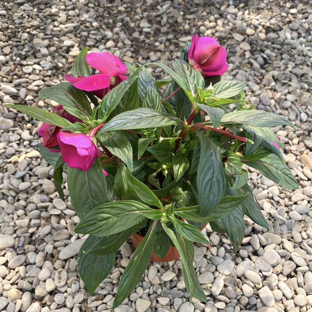 Impatiens NG 'Tamarinda Purple' (sporul casei)