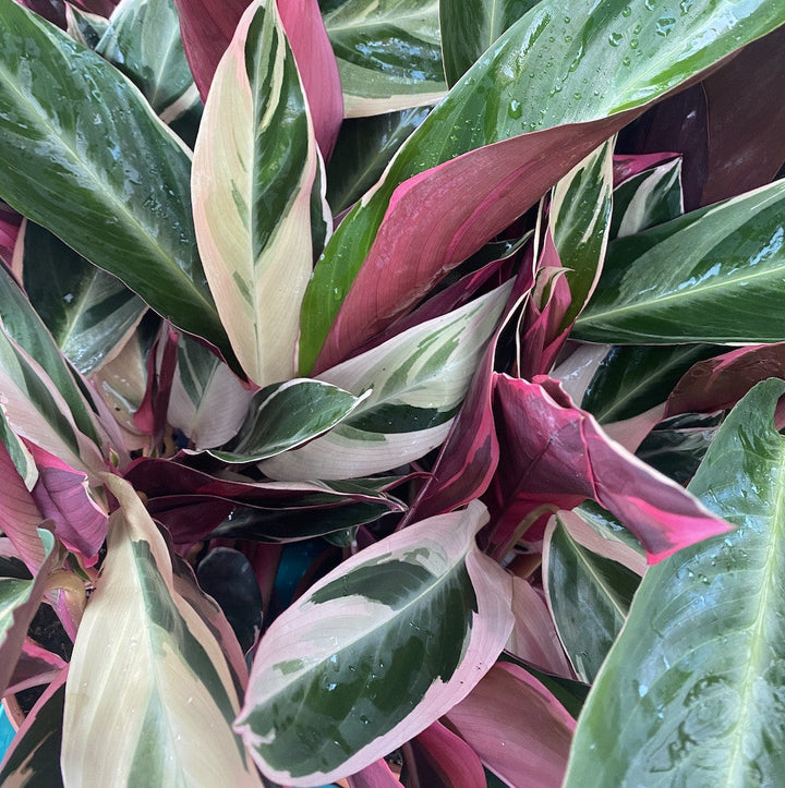 Calathea Triostar (Stromanthe Sanguinea Triostar) - purifica aerul, se roaga pentru casa