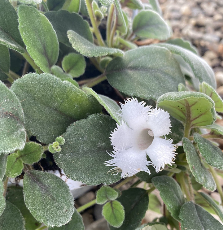 Episcia dianthiflora