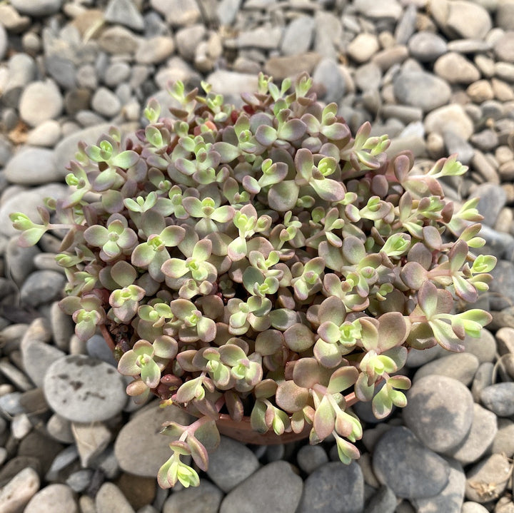 Sedum cyaneum