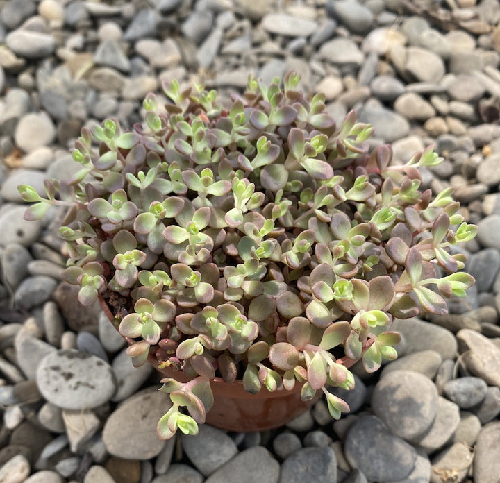 Sedum cyaneum