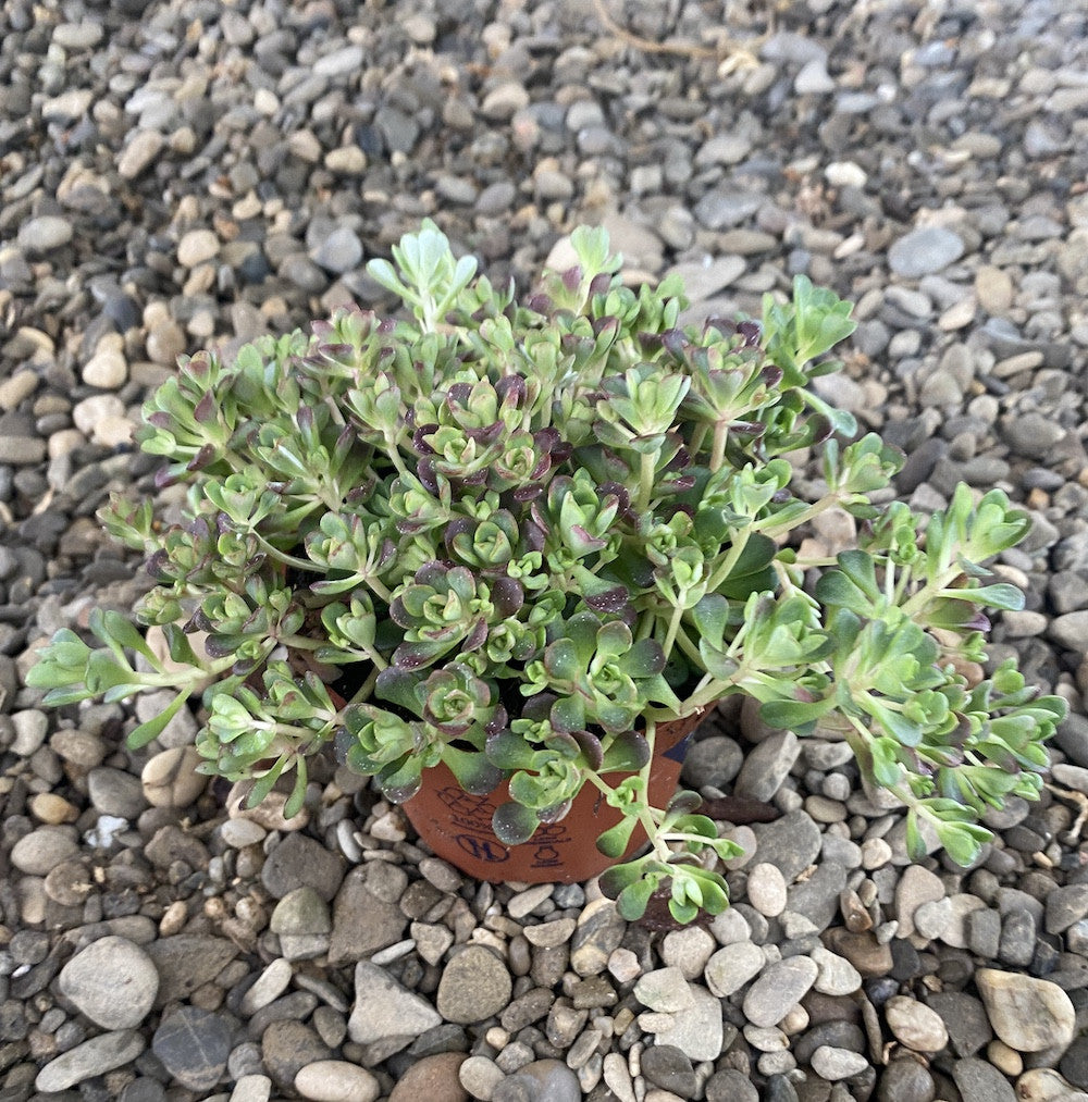 Sedum spathulifolium 'Cape Green'