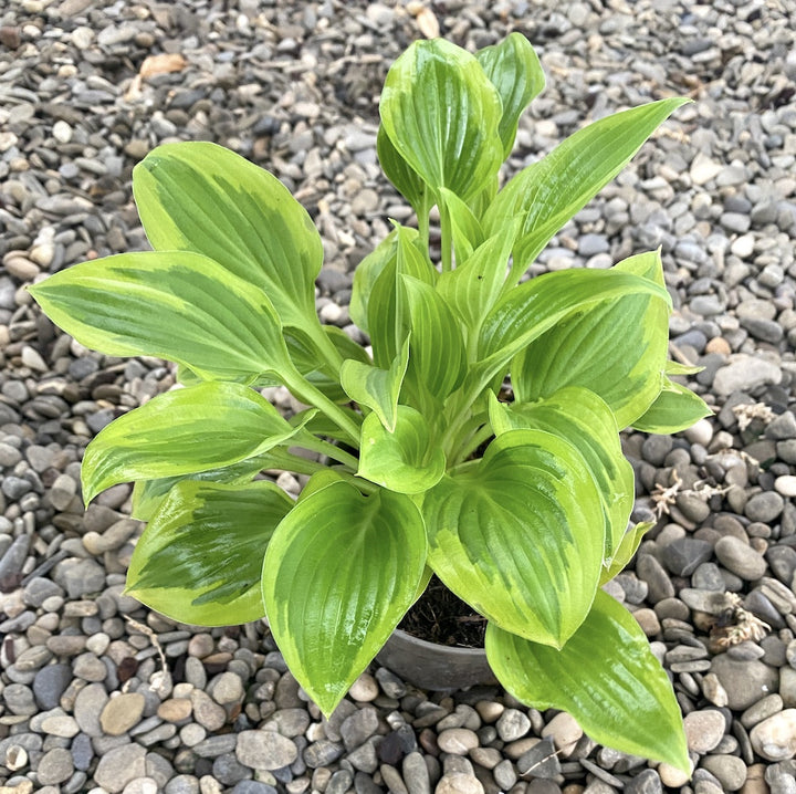 Hosta 'Pilgrim' (Plantain Lily 'Pilgrim') - crin de toamna