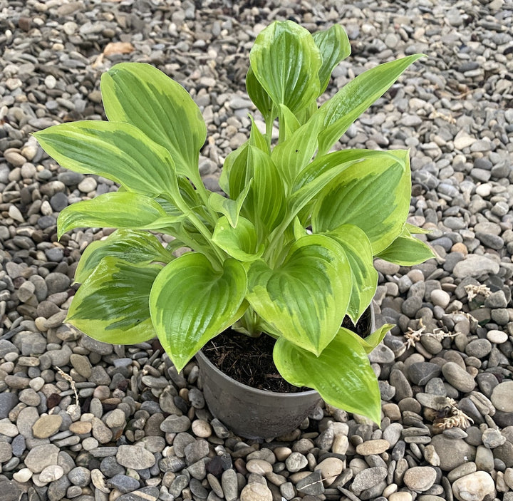 Hosta 'Pilgrim' (Plantain Lily 'Pilgrim') - crin de toamna