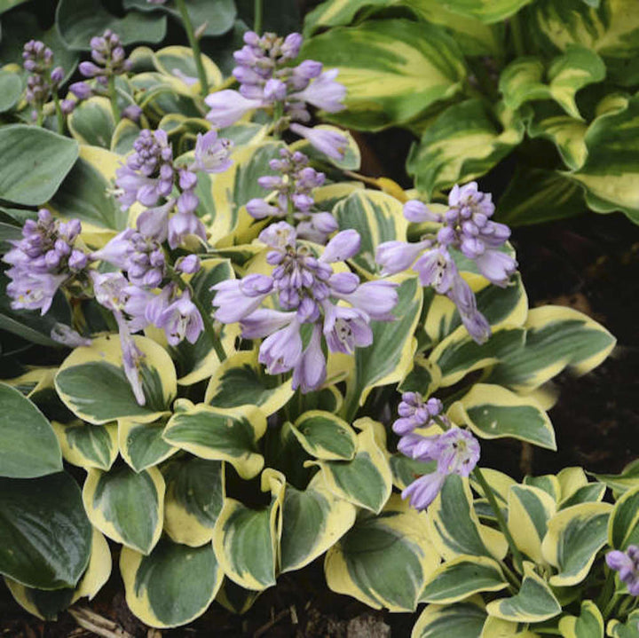 Hosta 'Pilgrim' (Plantain Lily 'Pilgrim') - crin de toamna