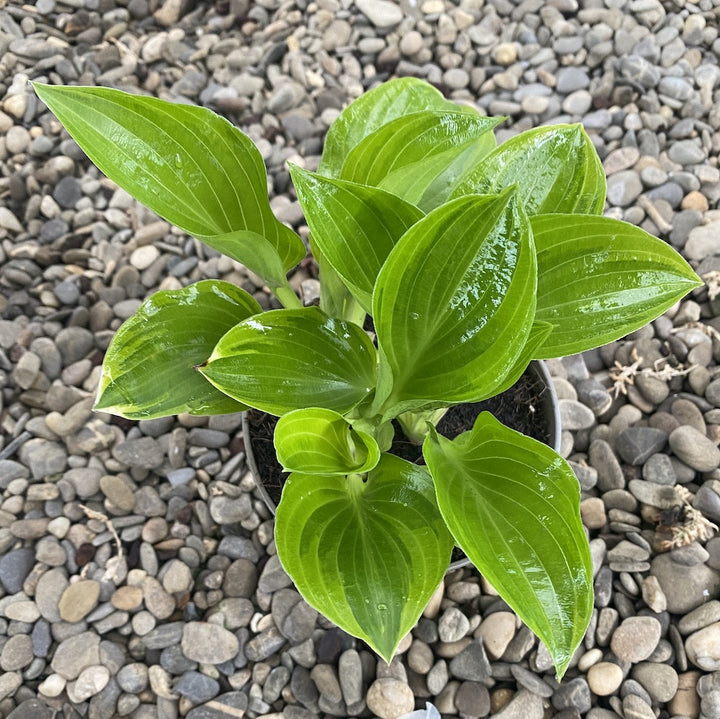 Hosta Bedazzled (Plantain Lily ) - crin de toamna