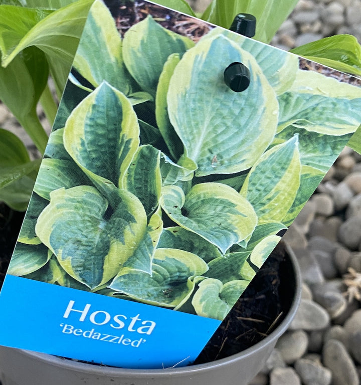 Hosta Bedazzled (Plantain Lily ) - crin de toamna