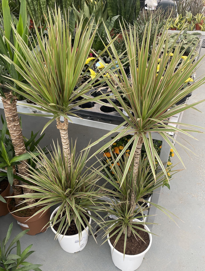 Dracaena Marginata Bicolora 3tulpini H135 cm