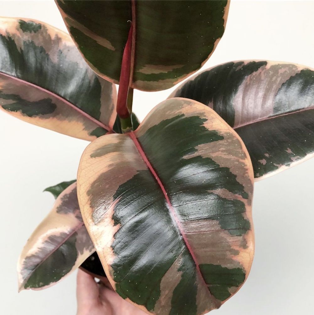 Ficus Robusta disponibil in magazin si online, de vanzare, pret atractiv