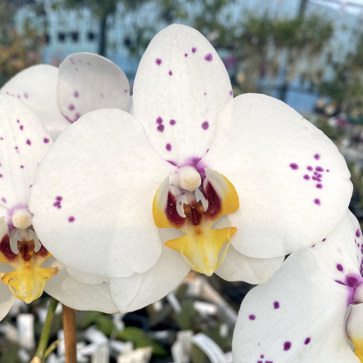 Phalaenopsis Fellini