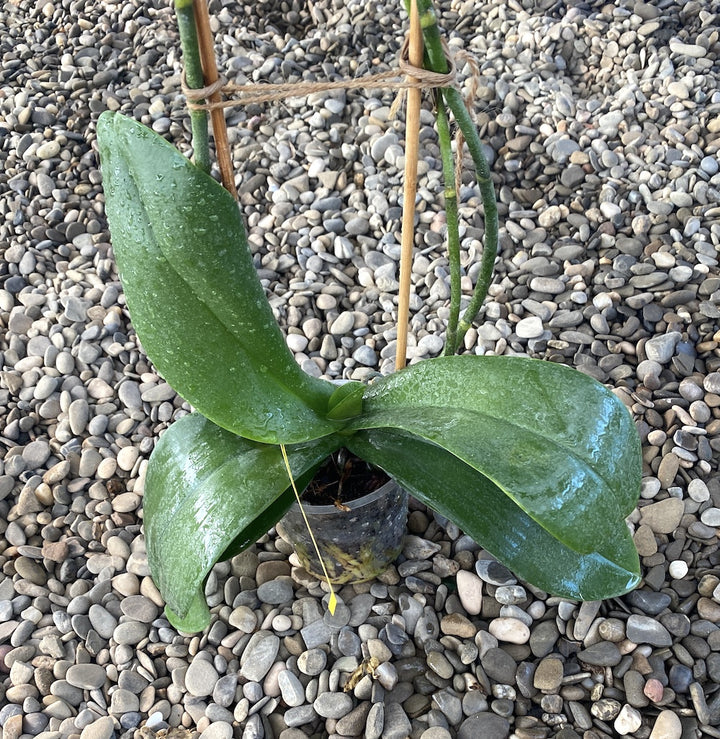 Phalaenopsis Fellini