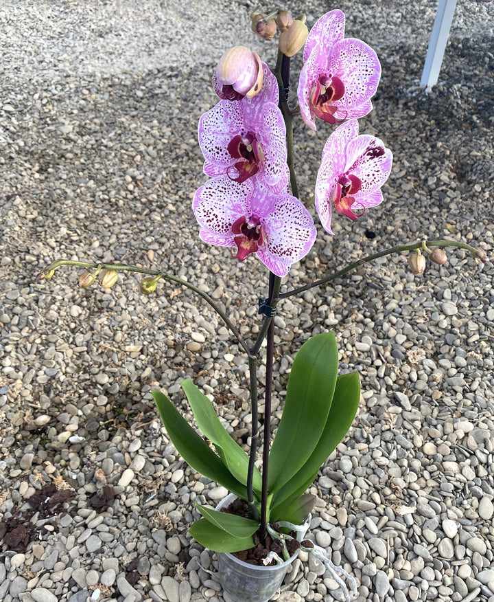 Phalaenopsis Melody