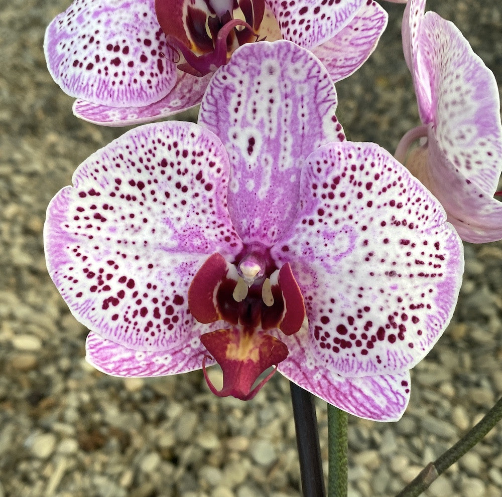 Phalaenopsis Melody
