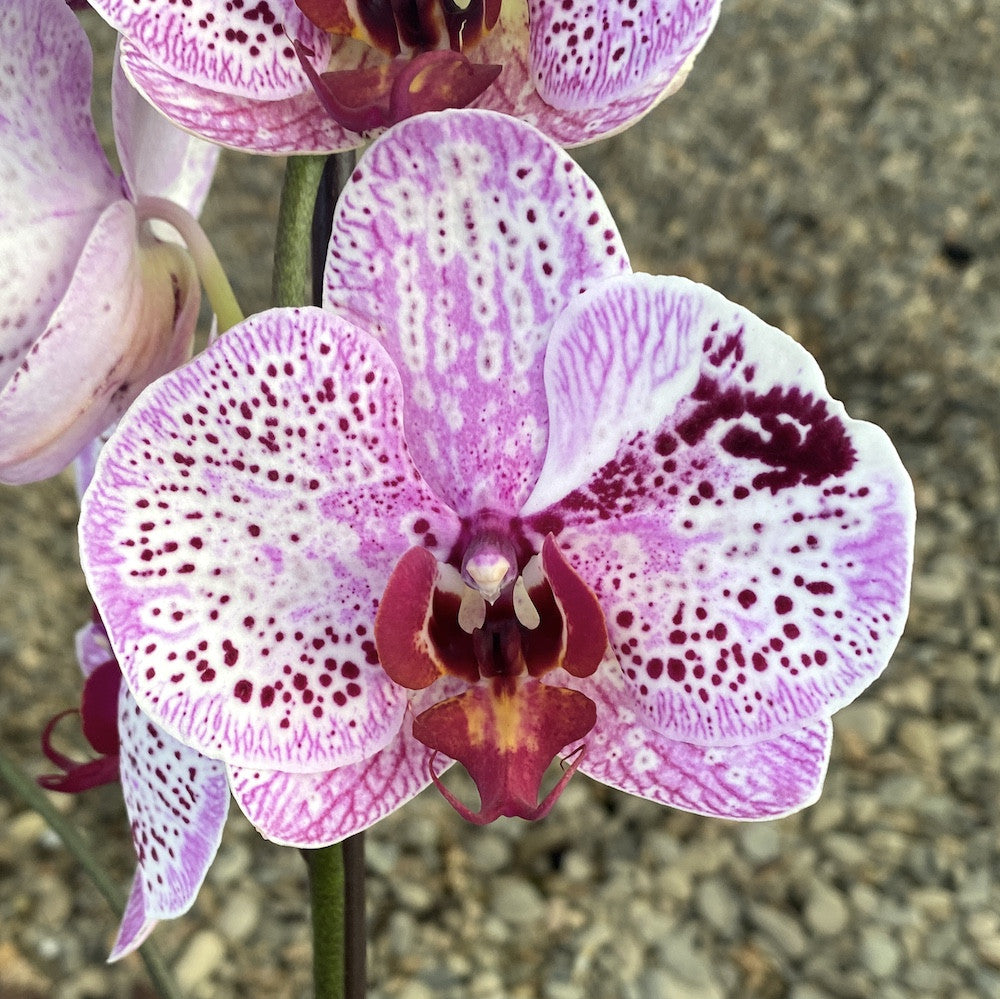 Phalaenopsis Melody
