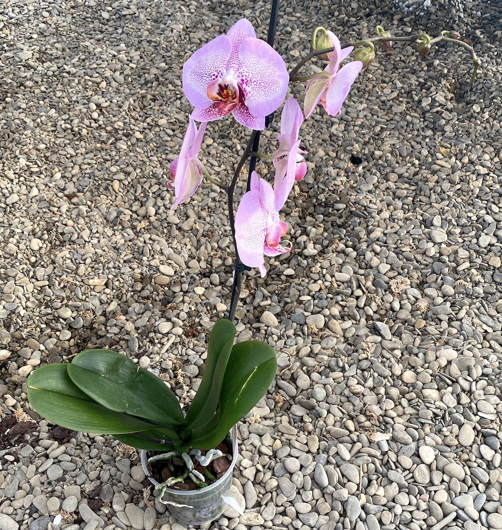 Phalaenopsis Jilion