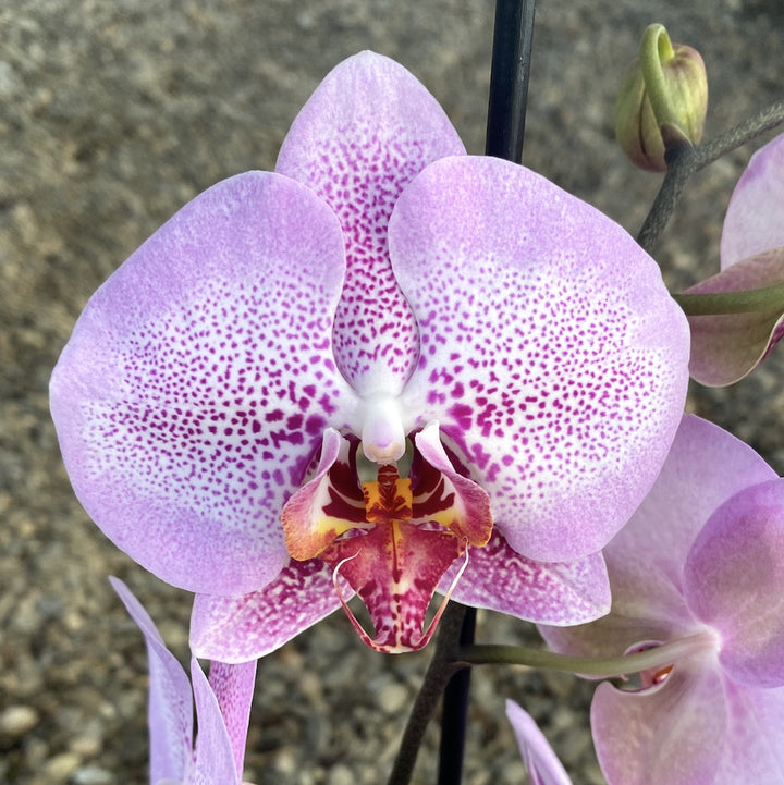 Phalaenopsis Jilion