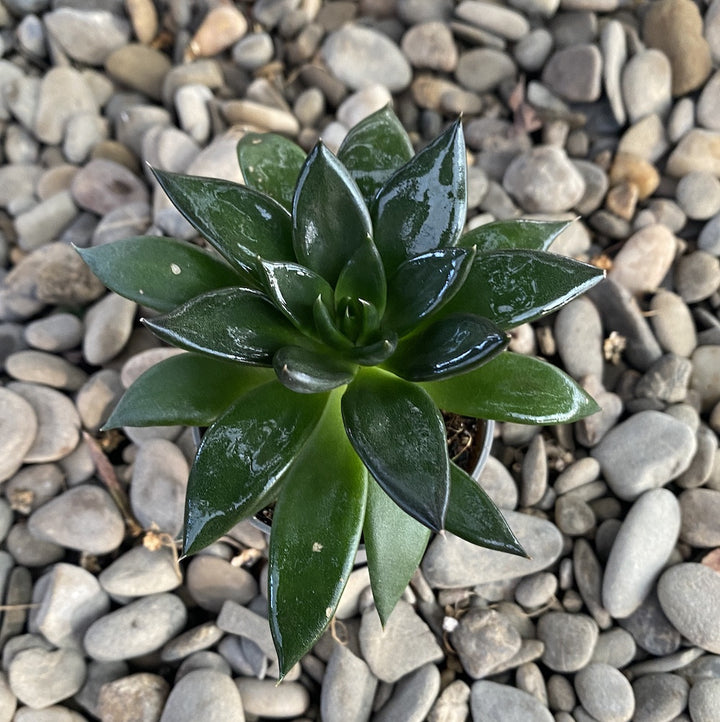 Echeveria affinis (Black echeveria)