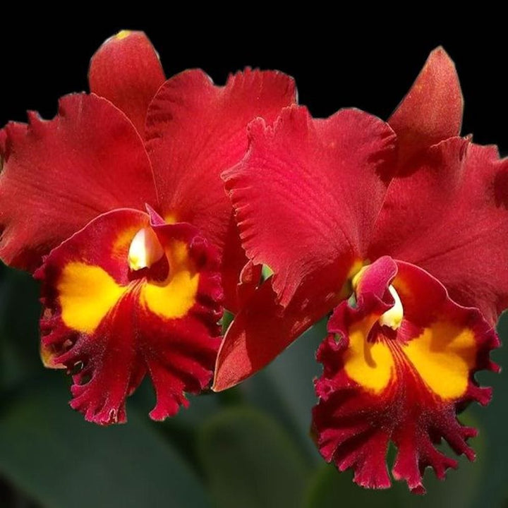 Rlc. Phet Paithoon 'Rambutan'