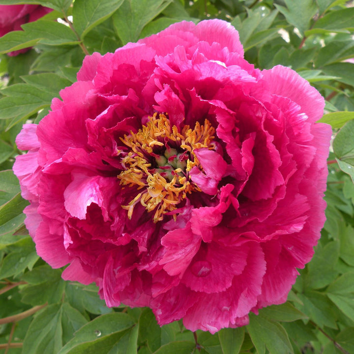 Paeonia suffruticosa 'Luo Yang Hong'