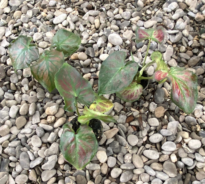 Caladium